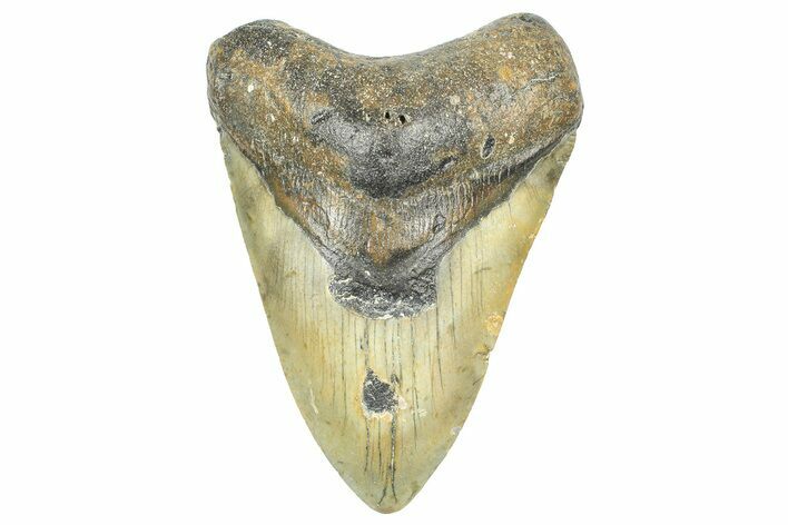Fossil Megalodon Tooth - North Carolina #363717